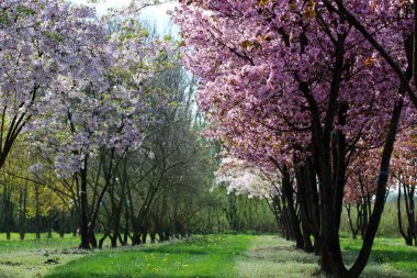 Meyve ağaçları ve süs ağaçları üst üste