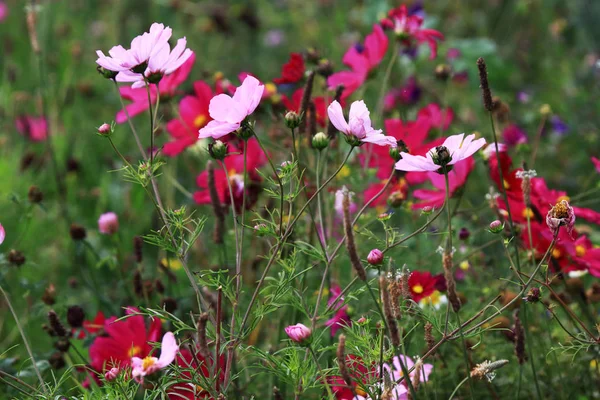 Космос Рожеві Квіти Посіяні Нектар Комах — стокове фото