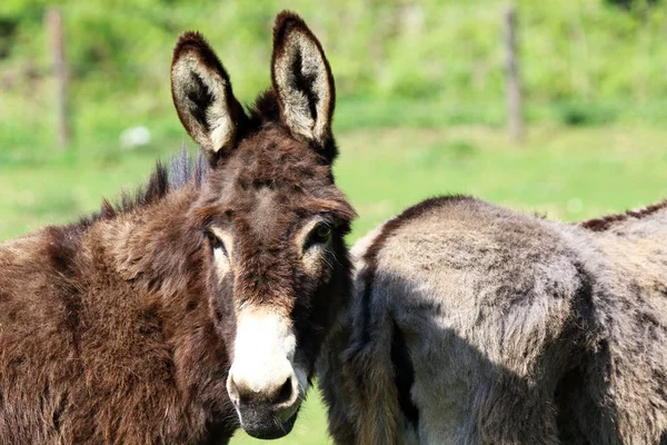 Ezels Equus Africanus Asinus Houdt Niet Alleen Wei Zijn Zijn — Stockfoto
