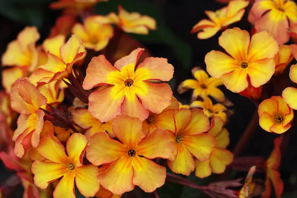 Real Primrose Early Bloomer Perennial More 500 Different Species Primulas — Stock Photo, Image