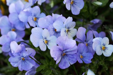 Mavi Viola çiçekler. Cinsi yaklaşık dört yüz tür büyük ve renkli değişen vardır. Menekşe sadece güzel değil, aynı zamanda yenilebilir ve sağlıklı
