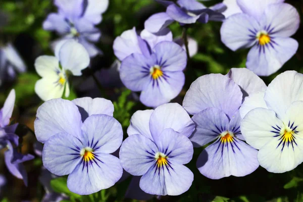 Violetas Não São Apenas Bonitas Mas Também São Comestíveis Saudáveis — Fotografia de Stock