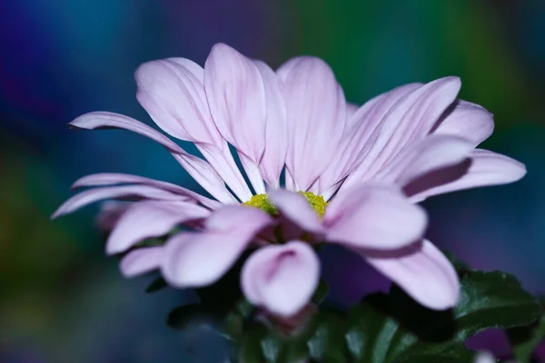 ピンク菊の花が近くに咲く — ストック写真