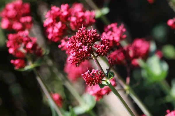 Centranthus Ruber Coccineus Les Fleurs Rouges Valériane Sont Faciles Entretenir — Photo