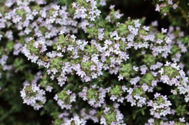 Thymus- küçük otçul kekik çiçekleri