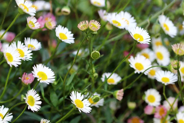 Erigeron Karvinskianus Flores Período Maio Outubro Com Belas Flores Pequenas — Fotografia de Stock