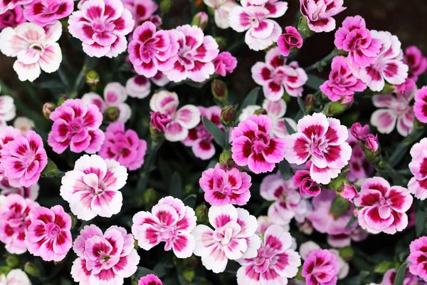 Bohaté Kvetoucí Příjemně Vonící Karafiáty Růžové Polibky — Stock fotografie
