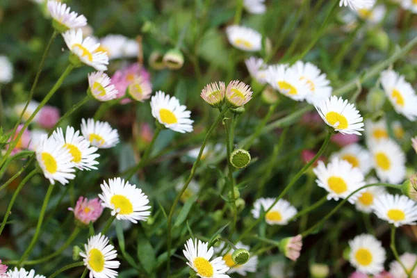 Pequeñas Margaritas Flores Multicolores Con Corazón Amarillo Imágenes de stock libres de derechos