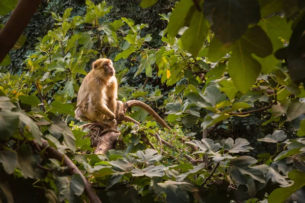 Monos habitan alrededor de cascada boscosa Ozoud en Marruecos . —  Fotos de Stock