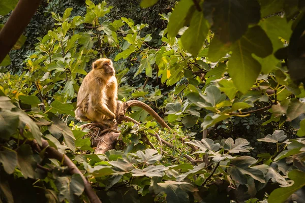 Monos habitan alrededor de cascada boscosa Ozoud en Marruecos . — Foto de Stock
