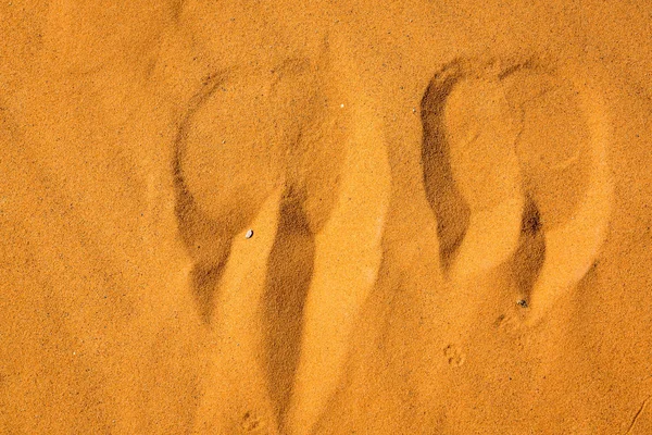 Pegadas de camelo na areia Deserto do Saara — Fotografia de Stock