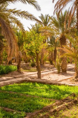 Vaha yetiştirilen Mısır