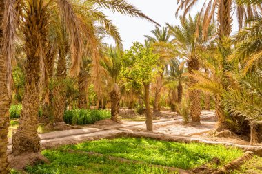 Vaha yetiştirilen Mısır