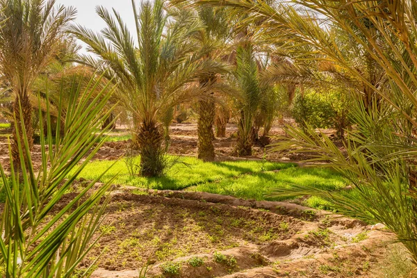 Vaha yetiştirilen Mısır