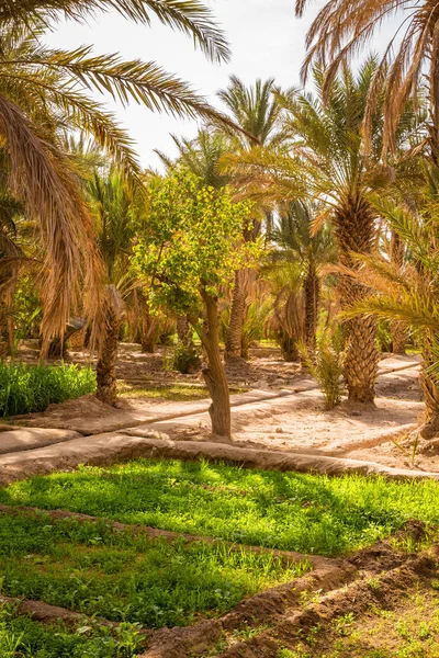 Vaha yetiştirilen Mısır