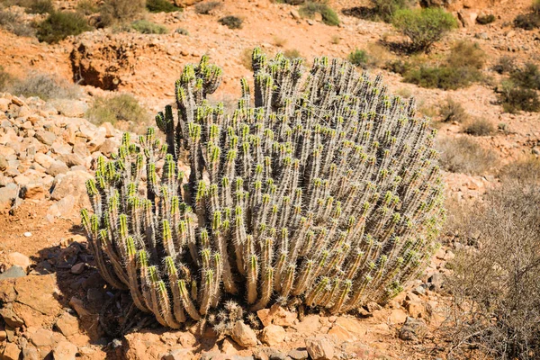 Cactus trivs i bergen i södra Marocko. — Stockfoto