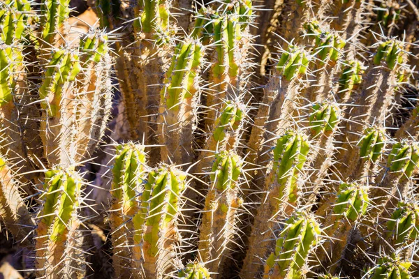 Cactus gedijt in de bergen van Zuid-Marokko. — Stockfoto