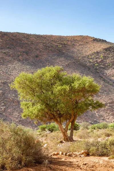 Paysage typique du sud du Maroc . — Photo
