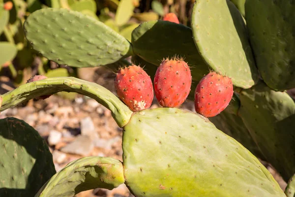 Prickly poire fruits sur les pentes pierreuses dans les montagnes marocaines — Photo