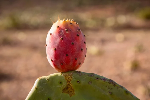 Fikonkaktus frukter på steniga sluttningar i marockanska berg — Stockfoto