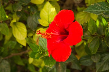 Bamya bahçeleri ve sokaklar Fas'ta yetişir.
