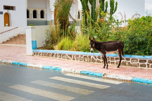 Donkey in the streets of Sidi Ifni, Morocco
