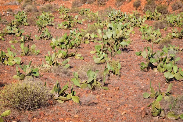 Växande fikonkaktus på sydvästra bergen i Marocko — Stockfoto