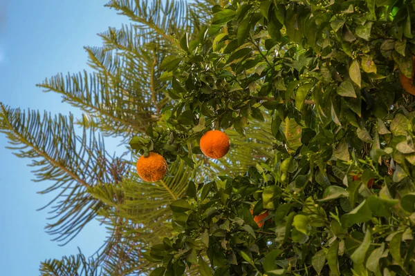 Tangerine tree in the garden of Fes Medina, Morocco — Stock Photo, Image