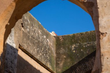 Chellah kutsal Rabat, Morocco