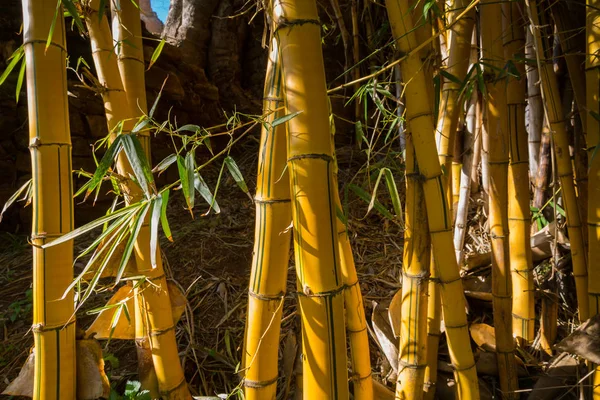 Bambus im botanischen Garten chellah in rabat, Marokko — Stockfoto