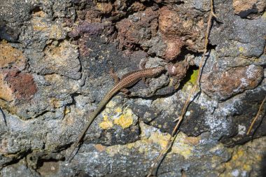 Azorean adalar duvar kertenkele (Lacerta dugesii).