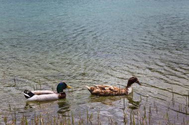Mavi ve Yeşil Göl yaban ördekleri yaşamak.