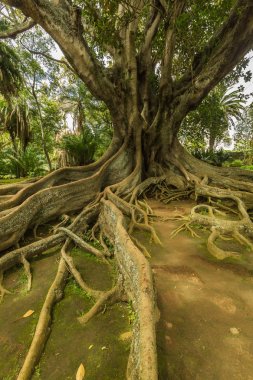 Antonio Borges Botanik Bahçesi Ponta Delgada içinde