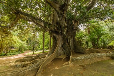 Antonio Borges Botanik Bahçesi Ponta Delgada içinde