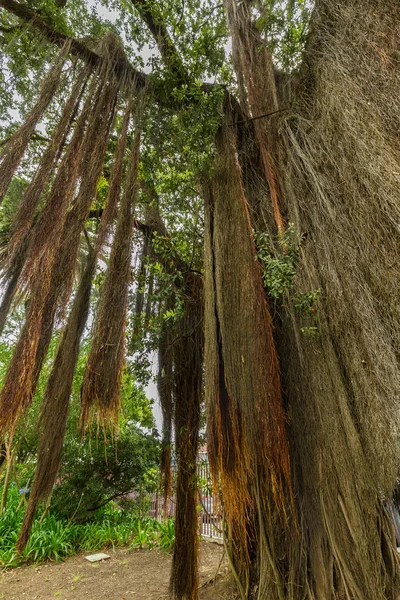 Antonio Borges botaniska trädgården i Ponta Delgada — Stockfoto