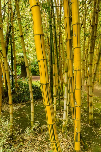 Jardin botanique Antonio Borges à Ponta Delgada — Photo