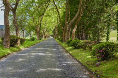 Göl Lagoa das Furnas Sao Miguel Island Platan sokak