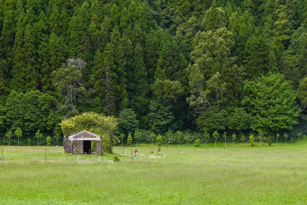 牧草地と林フルナス Sao Migue 島に — ストック写真