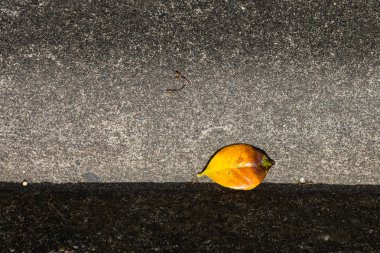 Kaldırımda sarı yaprak