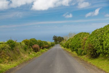HORTENSIA Island, Sao Miguel üzerinde her yerde yetişir