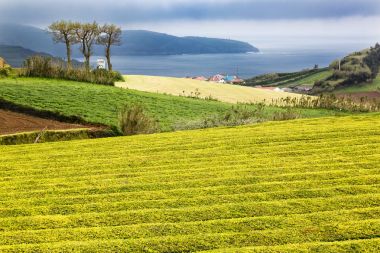Çay plantasyon Sao Miguel Island Cha Gorreana