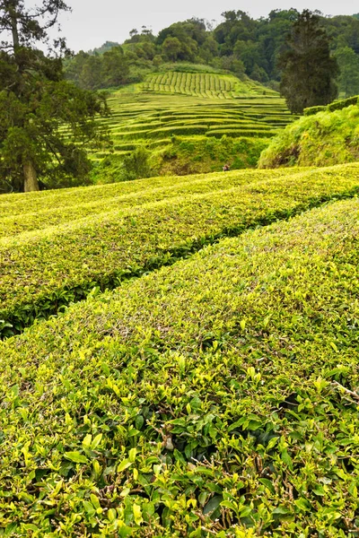 Plantation de thé à Cha Gorreana sur l'île de Sao Miguel — Photo