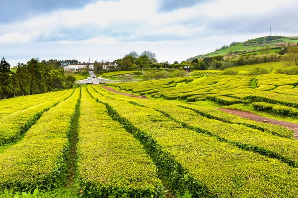 Tea Plantation at Cha Gorreana on Sao Miguel Island — Stock Photo, Image