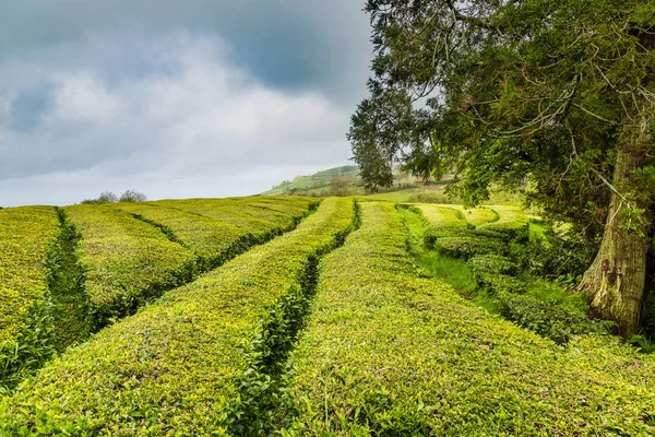 Plantation de thé à Cha Gorreana sur l'île de Sao Miguel — Photo