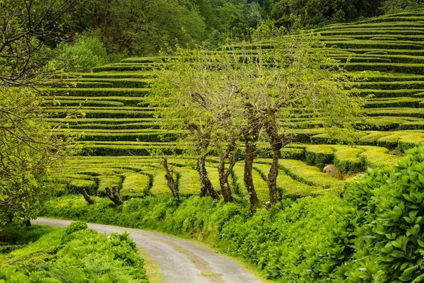 Plantation de thé à Cha Gorreana sur l'île de Sao Miguel — Photo