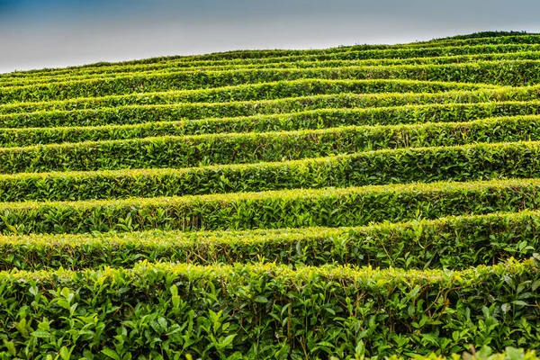 Plantation de thé à Cha Gorreana sur l'île de Sao Miguel — Photo