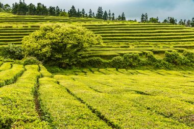 Çay plantasyon Sao Miguel Island Cha Gorreana