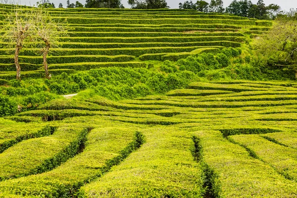 Çay plantasyon Sao Miguel Island Cha Gorreana