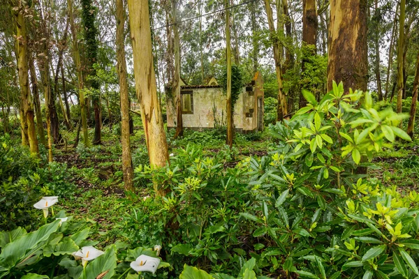 Ruines d'une maison abandonnée à Sao Rogue sur Sao Miguel — Photo