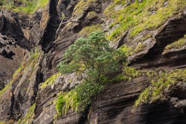 Taş duvar Porto Capelas balıkçı limanı Sao Miguel Isl üzerinde yukarıda